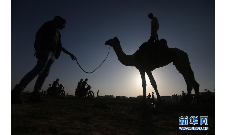 10月20日，在加沙地带南部拉法，人们参加骆驼赛跑。 新华社发（哈立德·奥马尔 摄）
