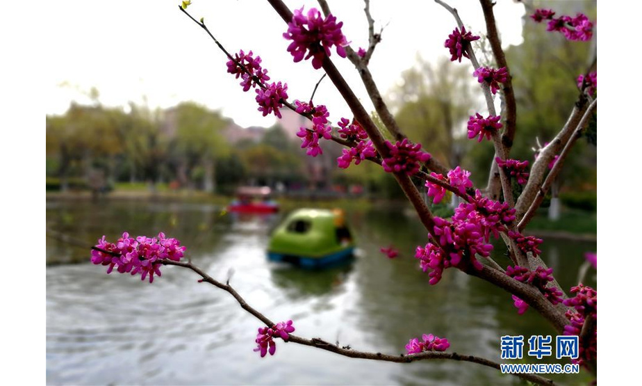 3月24日，上海闵行区吴泾公园里的紫荆花。 随着春天到来，上海处处生机盎然，千花百卉争明媚。 新华社记者 张建松 摄