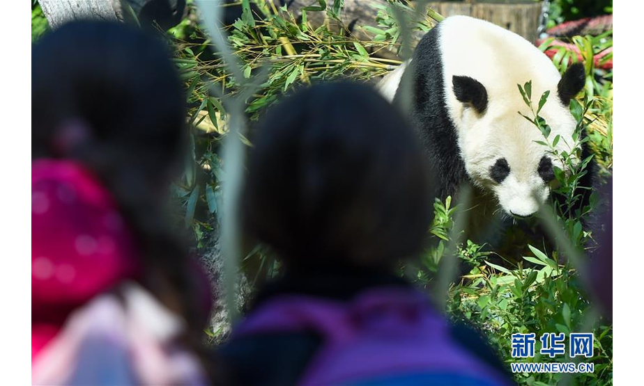 5月17日，在奥地利维也纳美泉宫动物园，人们观看大熊猫“阳阳”。 新华社记者 郭晨 摄