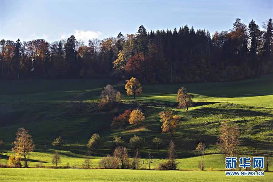 这是11月12日在瑞士苏黎世一个公园内拍摄的深秋景色。 苏黎世位于瑞士中北部，是瑞士最大城市。 新华社发（米歇尔·立米纳摄）