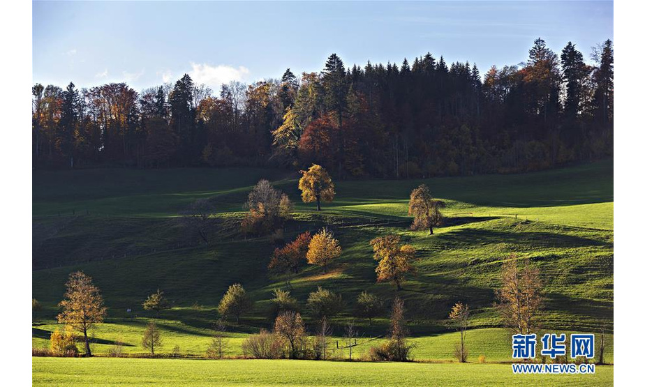 这是11月12日在瑞士苏黎世一个公园内拍摄的深秋景色。 苏黎世位于瑞士中北部，是瑞士最大城市。 新华社发（米歇尔·立米纳摄）