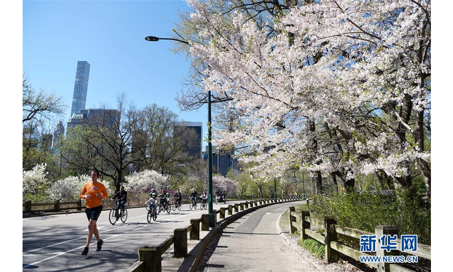 4月16日，人们在美国纽约中央公园慢跑和骑行。随着气温回暖，4月的纽约告别了漫长冬季，春花烂漫，生机盎然。 新华社记者韩芳摄