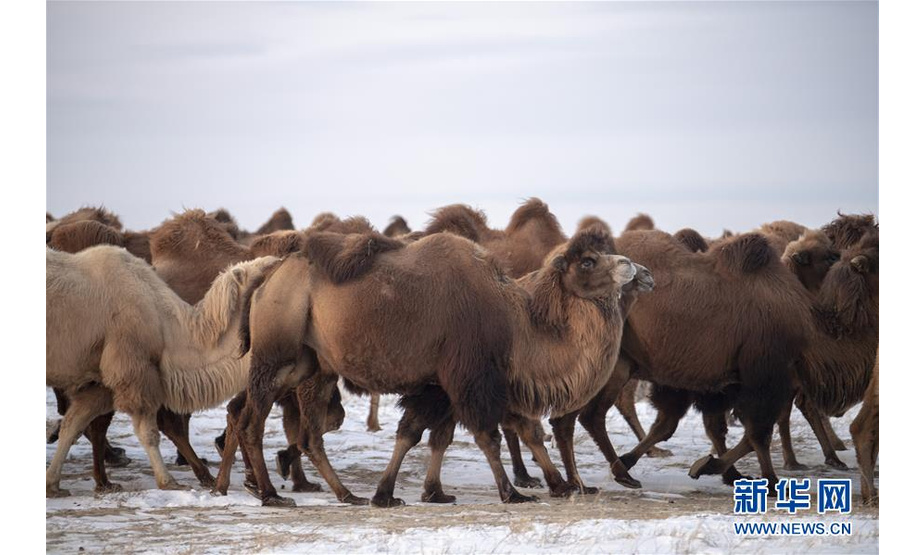 11月24日，一群骆驼在新疆吉木乃县“万驼园”觅食。

草原石城景区距新疆吉木乃县城40公里，景区拥有壮美的地质景观。在景区内的山脊和山坡上，造型奇特的花岗岩地貌极具观赏性，每年吸引很多中外游客。

近年来，吉木乃县遵循“绿水青山就是金山银山”的发展理念，推动旅游业高质量发展，努力将旅游业逐步培育成为调结构、促就业、惠民生的富民产业。截至2019年10月底，草原石城景区游客量大幅度增长，2019年接待游客近16万人次，创下历史新高。

新华社记者 沙达提 摄
