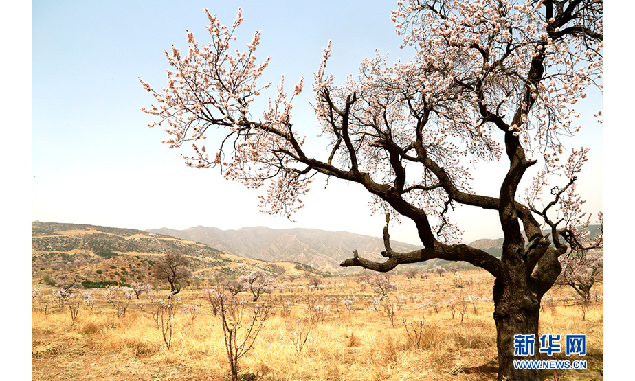 乌素图村落中生长的古杏树。（新华网 徐梅摄）