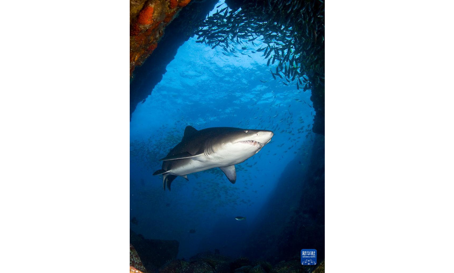 这是澳大利亚海洋生物多样性中心9月21日提供的鲨鱼照片。新华社发（澳大利亚海洋生物多样性中心供图/大卫·哈拉斯蒂摄）