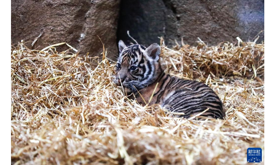 1月27日，苏门答腊虎幼崽在英国伦敦动物园里休息。

　　英国伦敦动物园的苏门答腊虎家族近日“喜添新丁”。 一只苏门答腊虎幼崽于2021年12月12日出生，“虎头虎脑”的它立即成为动物园里的明星。

　　新华社记者 韩岩 摄1月27日，苏门答腊虎幼崽（左）与虎妈妈在英国伦敦动物园里玩耍。

　　英国伦敦动物园的苏门答腊虎家族近日“喜添新丁”。 一只苏门答腊虎幼崽于2021年12月12日出生，“虎头虎脑”的它立即成为动物园里的明星。

　　新华社记者 韩岩 摄