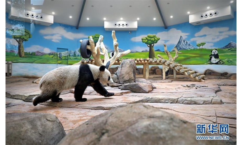 　　5月21日，大熊猫“青城”在鞍山市二一九动物园大熊猫馆适应新环境。 当日，两只分别来自中国大熊猫保护研究中心雅安碧峰峡基地和都江堰青城山基地的大熊猫“阿灵”和“青城”，入住辽宁省鞍山市二一九动物园大熊猫馆。经过一段时间的适应期，它们将正式与市民和游客见面。 新华社记者 姚剑锋 摄


