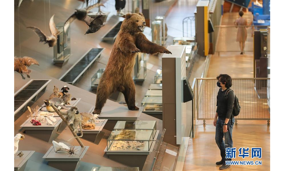 9月15日，在比利时布鲁塞尔的比利时皇家自然科学博物馆，一名男子参观动物标本。新华社记者 郑焕松 摄
