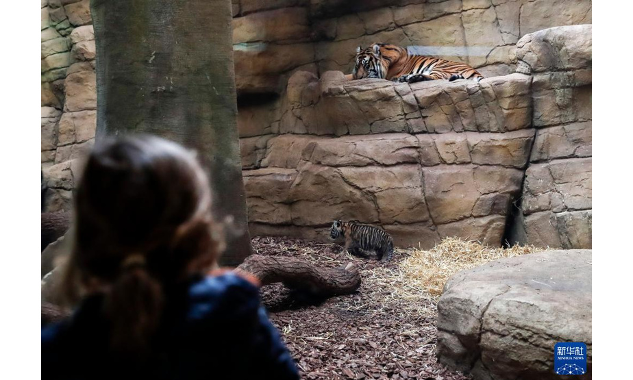 1月27日，苏门答腊虎幼崽（下）与虎爸爸在英国伦敦动物园里。

　　英国伦敦动物园的苏门答腊虎家族近日“喜添新丁”。 一只苏门答腊虎幼崽于2021年12月12日出生，“虎头虎脑”的它立即成为动物园里的明星。

　　新华社记者 韩岩 摄