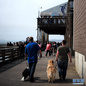 8月15日，人们在美国旧金山海边码头遛狗。<br/><br/>　　由于新冠疫情大幅反弹，美国旧金山市颁布卫生条令，从8月20日起，只有完成疫苗接种的市民才能进入酒吧、餐厅、健身房、剧院等室内场所。<br/><br/>　　新华社记者 吴晓凌 摄