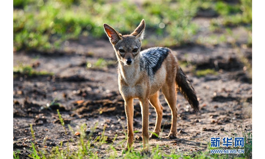 这是6月18日在肯尼亚马赛马拉国家保护区拍摄的狐狸。  新华社记者 李琰 摄