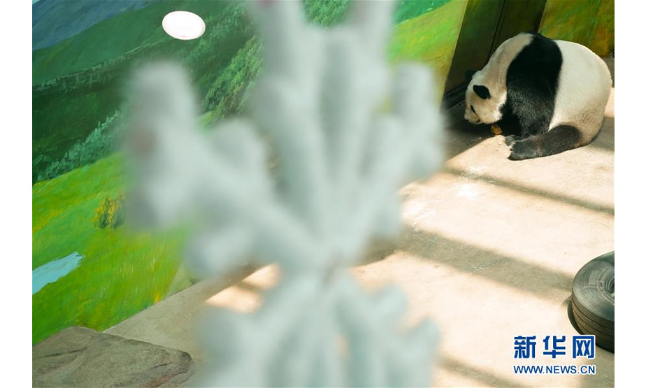 7月18日，大熊猫思嘉在熊猫馆中吃食物。 新华社记者王松摄