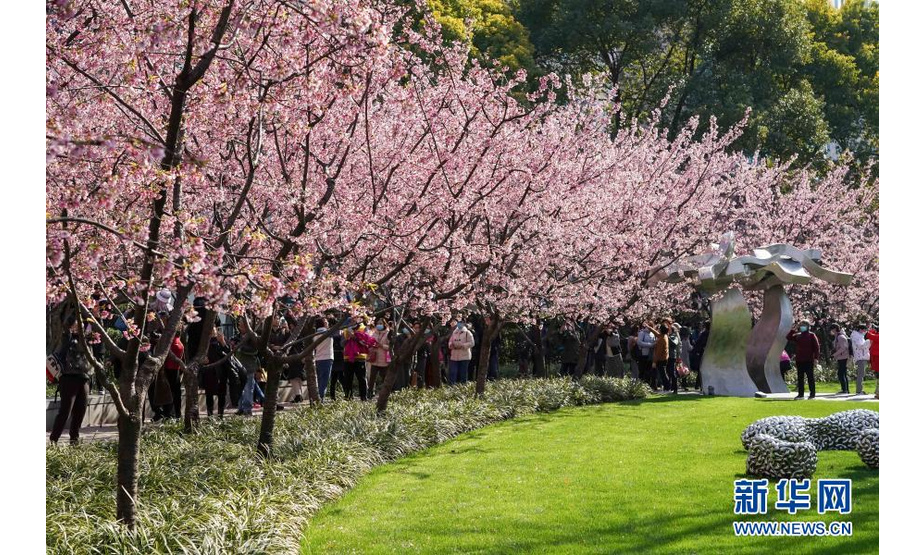 3月2日，人们在静安雕塑公园赏樱。

　　当日，上海阳光明媚，上海静安雕塑公园的樱花大道上早樱盛开，吸引众多市民游客前来观赏樱花，享受美好春光。

　　新华社记者 王翔 摄