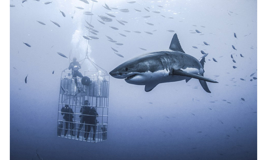 近日，美国专家在墨西哥瓜达卢佩群岛进行潜水研究鲨鱼时，拍摄下了一组鲨鱼畅游海底的照片，海底的瑰丽景色令人见之心喜、心向往之。