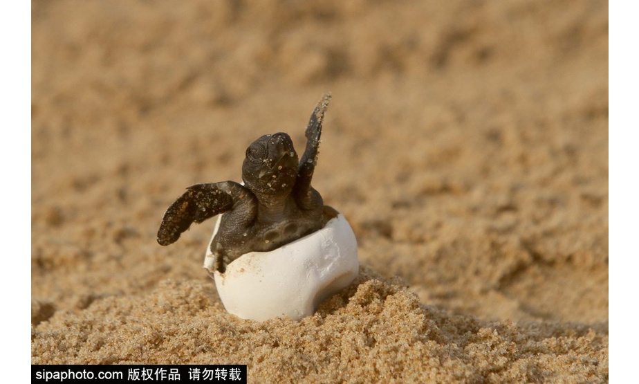 中国日报4月18日电 近日，印度布巴内斯瓦尔，海滩上刚刚孵化出来的小丽龟，呆萌可爱。