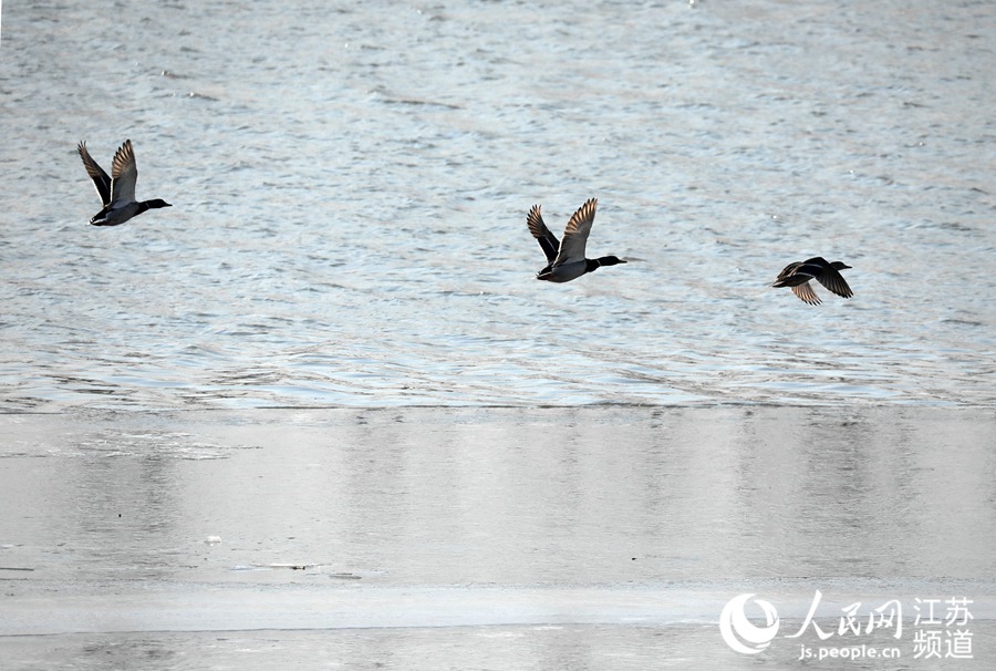 人民网宿迁1月12日电 入冬以来，陆续有绿头红腿的野鸭飞到江苏沭阳县境内的淮沭河畔。近些年，随着生态环境的改善，每到寒冬时节都会有大批野鸭迁徙来此越冬。（丁华明 黄启源）