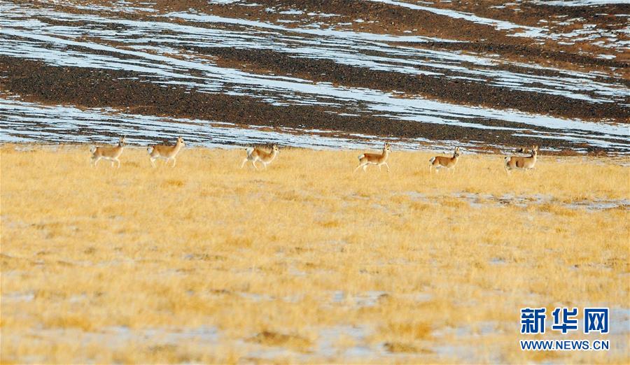 11月30日，一群藏原羚在哈尔腾草原觅食。 近日，位于祁连山西部的甘肃省酒泉市阿克塞哈萨克族自治县哈尔腾草原迎来降雪。大地银装素裹，生活在这里的野生动物四处觅食。 新华社发（马晓伟 摄）