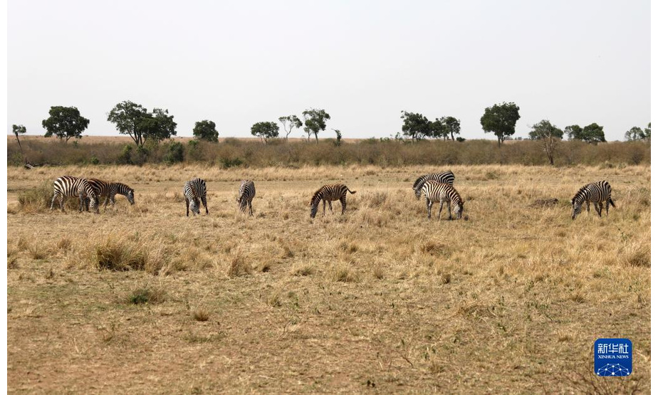这是8月30日在肯尼亚马赛马拉保护区拍摄的斑马。

　　在气候变化引发的反复干旱中，肯尼亚降水延迟、降雨量减少成为常态，著名的马赛马拉国家保护区受到严重影响。每年7月至9月是坦桑尼亚的旱季。为了追逐水源和青草，以角马和斑马为主的数以百万计的动物从坦桑尼亚塞伦盖蒂向肯尼亚马赛马拉迁徙。今年受到干旱的影响，马拉河水位降至历史低点，迁徙到这里的野生动物明显减少。

　　新华社记者 董江辉 摄
