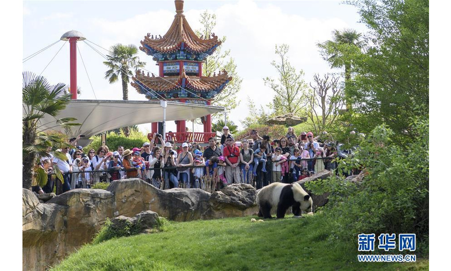 这是2018年4月24日，游客在法国圣艾尼昂市博瓦勒动物园观看大熊猫“圆仔”。中国和法国，作为东西方两个古老而独特文明的代表，长久以来相互吸引、相互关注、相互理解，双方友谊源远流长。中法建交55年来，两国坚持相互尊重、求同存异、互利共赢，给两国和两国人民带来了实实在在的福祉。中法关系定位从全面伙伴关系到全面战略伙伴关系，再到共同开创紧密持久的全面战略伙伴关系新时代，始终走在中西方关系前列。展望未来，中法将以建交55周年为契机，不断提升紧密持久的中法全面战略伙伴关系水平，为促进世界和平、稳定、发展作出更大贡献。 新华社记者陈益宸摄