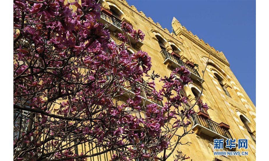 3月13日，在黎巴嫩首都贝鲁特市中心，街道旁树木上的花儿盛开。 新华社发（比拉尔·贾维希摄）