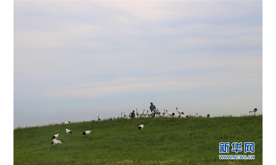 在黑龙江扎龙国家级自然保护区，一群丹顶鹤在等待饲养员投喂（7月23日摄）。 新华社发（孙晓宇摄）
