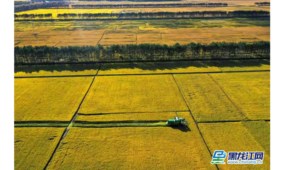 2019年9月20日，黑龙江省佳木斯市建三江北大荒七星农场大型收割机在收割水稻。入秋以来，七星农场100多万亩水稻相继成熟。季春红 摄