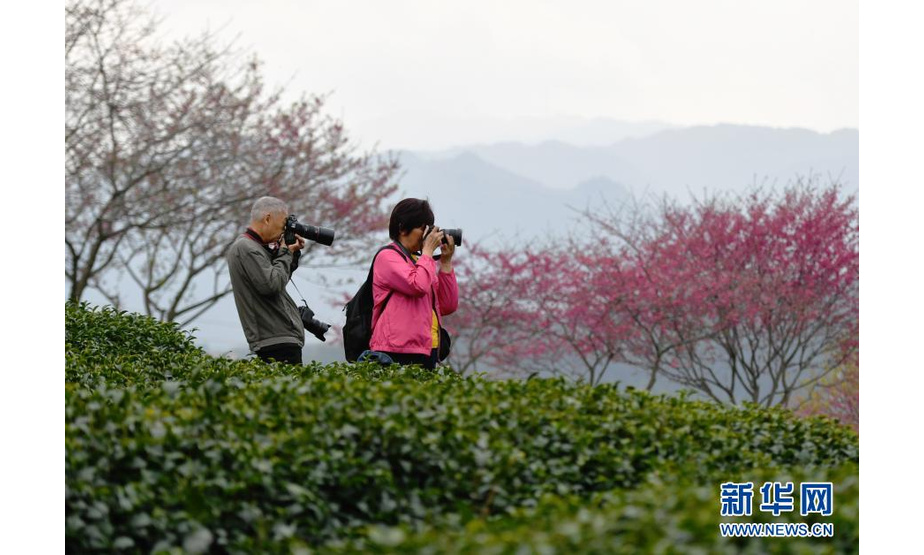 2月8日，两名摄影爱好者在台品樱花茶园里拍摄。
