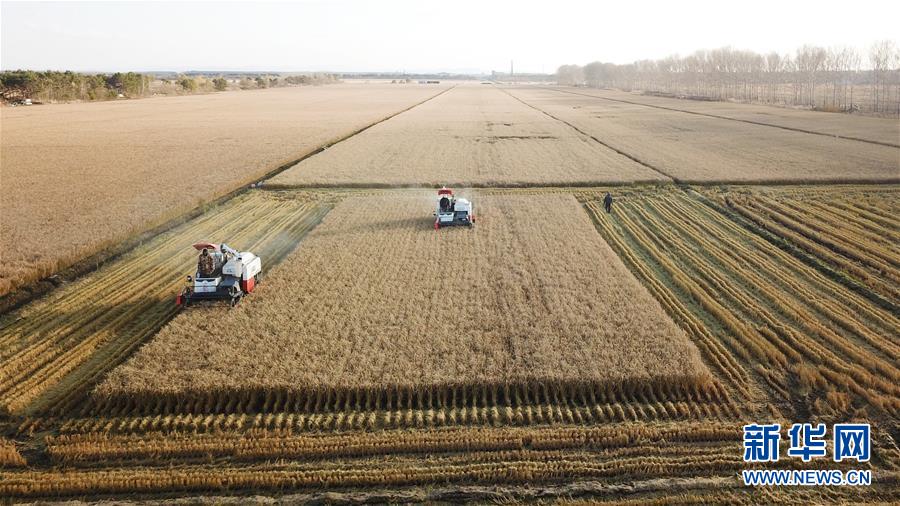 10月15日，收割机在黑龙江省红卫农场的田间收获水稻（无人机照片）。 时下正值“北大仓”黑龙江省的秋收季，在垦区的各水稻种植区，收割机械在田间忙碌收获。 新华社记者 王建威 摄