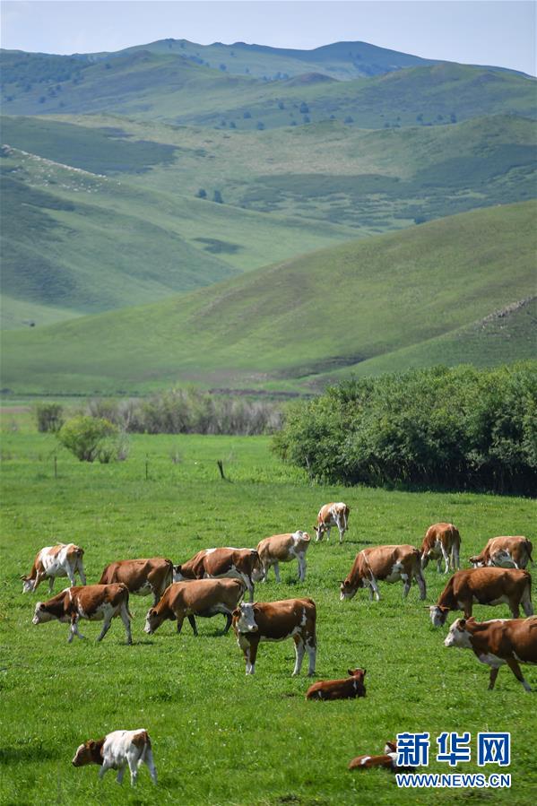 乌兰毛都草原上的牛群（7月2日摄）。 盛夏时节，内蒙古兴安盟科尔沁右翼前旗的乌兰毛都草原绿意盎然，风景醉人。 乌兰毛都草原地处大兴安岭南麓，属丘陵山地草原，风光独特。 新华社记者 贝赫 摄