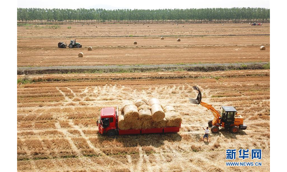 6月12日，在江苏省连云港市海州区一处麦地，工作人员在装运打捆回收的小麦秸秆。新华社发（耿玉和 摄）