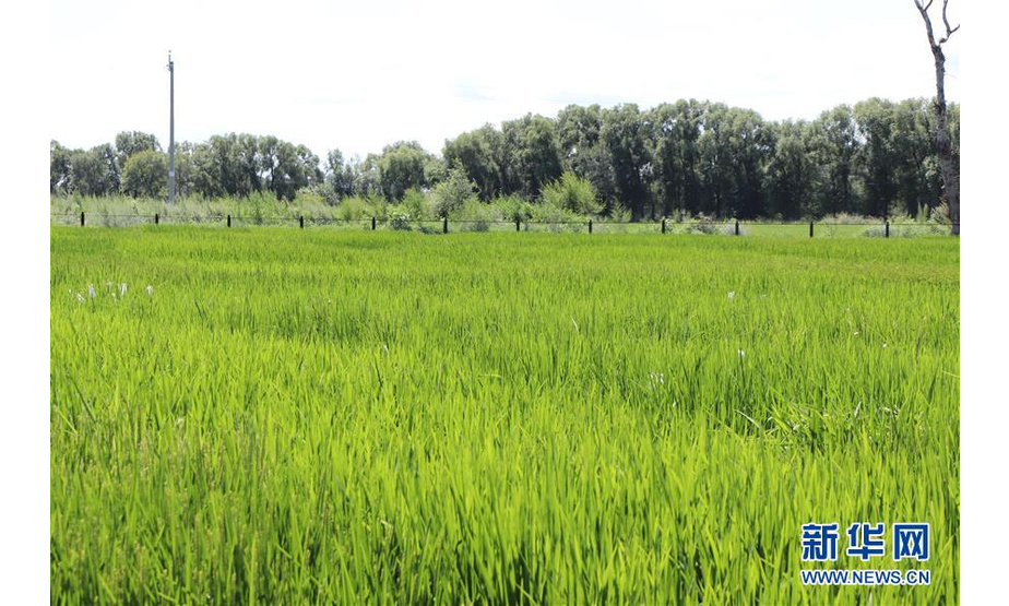 乌兰浩特市乌兰哈达镇东苏嘎查乡间公路旁种植的水稻（7月31日摄）。 提到大米，过去人们首先想到的是东北大米、“泰国香米”，草原与大米似乎没有直接的关联。而如今，产于草原的“兴安盟大米”，从默默无闻的普通米逆袭成为声名远播的高端有机大米，不仅将草原与大米紧密相连，还在草原上架起一座乡村振兴和脱贫致富的桥梁。 新华社记者 朱文哲 摄
