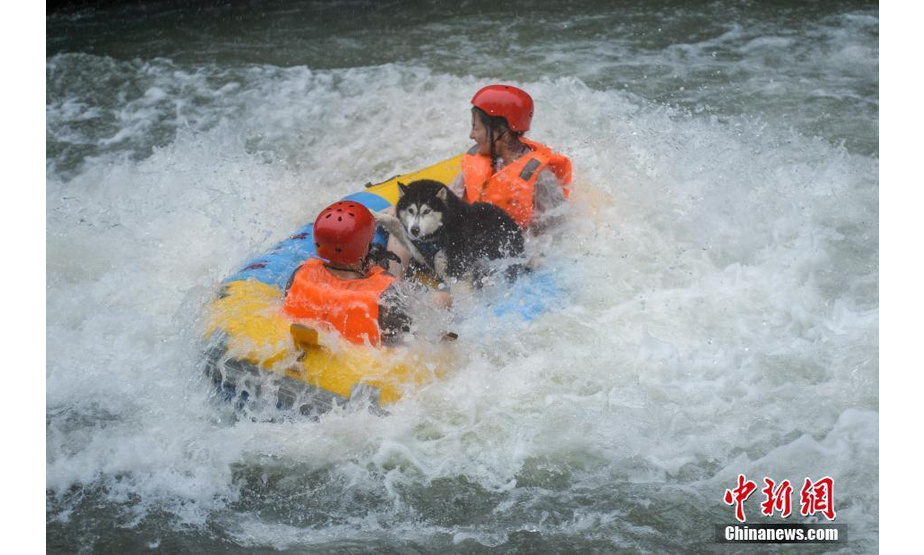 　6月12日，湖南平江连云山举行狗狗漂流赛，主人需携带各种大小型狗狗乘坐皮艇穿梭在湍急的河道中，完成全长8公里的漂流挑战赛。杨华峰 摄