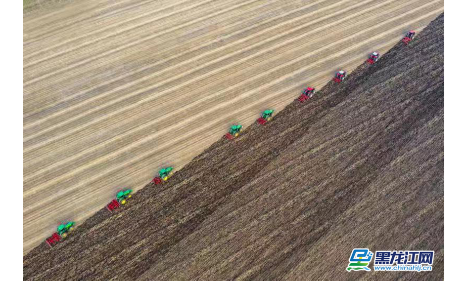金秋时节，十几台大型收割机在黑龙江农垦总局九三管理局尖山农场耕种作业，场面壮观。