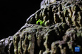 这是9月4日在比利时那慕尔省莱斯河畔昂村拍摄的生长在汉溶洞内的植物。<br/><br/>　　汉溶洞位于比利时瓦隆大区那慕尔省的莱斯河畔昂村，是比利时著名的旅游景点。溶洞内拥有大量钟乳石、石笋等自然景观。<br/><br/>　　新华社记者 郑焕松 摄