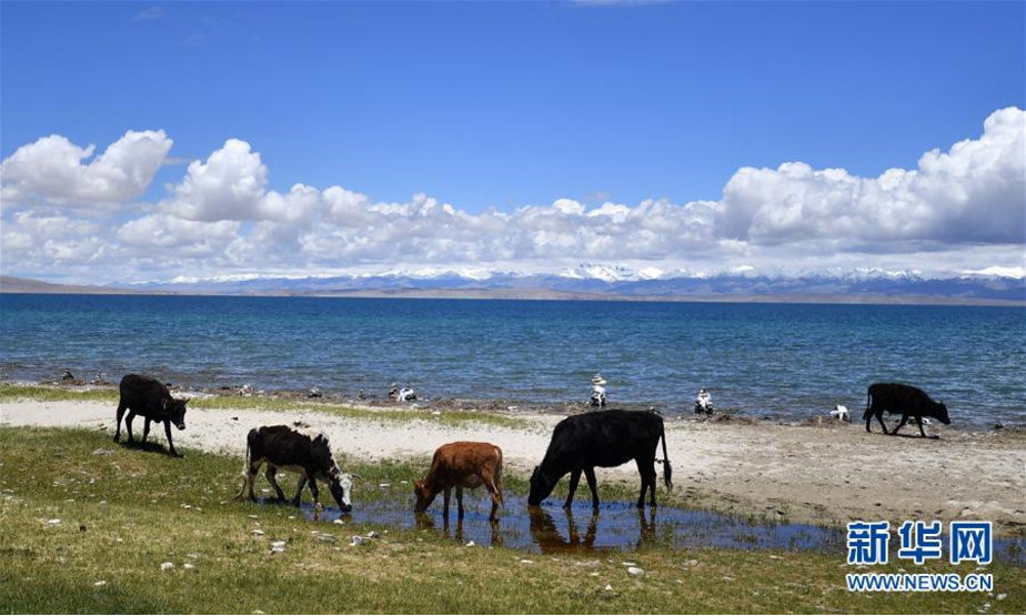 这是7月21日在玛旁雍错湖边拍摄的牛。 玛旁雍错湖位于西藏阿里地区的普兰县境内，海拔4588米，面积412平方公里，四周雪山为湖泊常年补水，是著名的旅游胜地。 新华社记者 觉果 摄