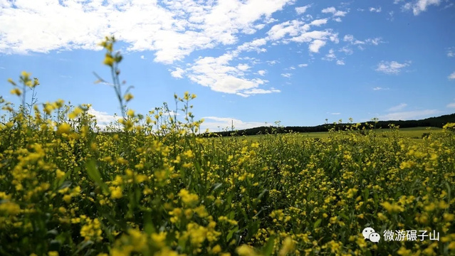 碾子山万亩油菜花海,美翻了!