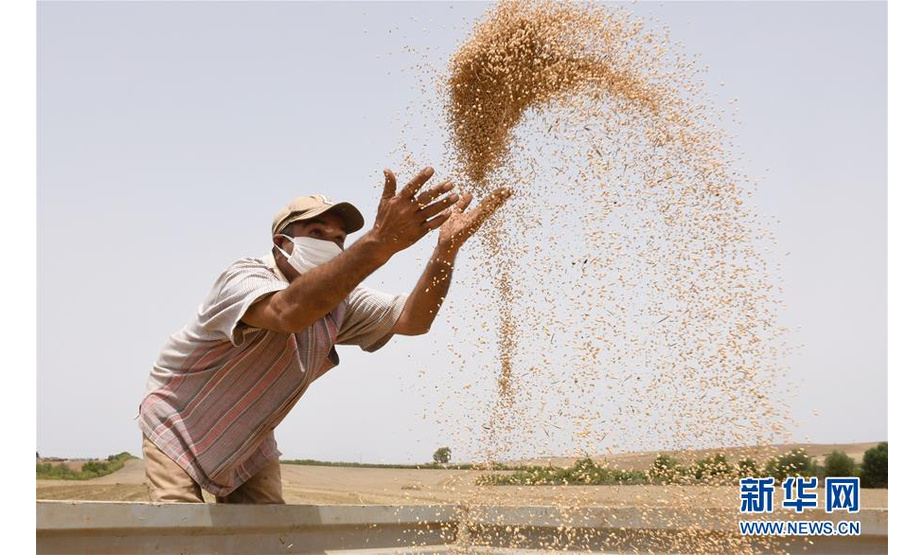 2020年5月28日，农民在摩洛哥的萨勒收获粮食。 新华社发（查迪摄）