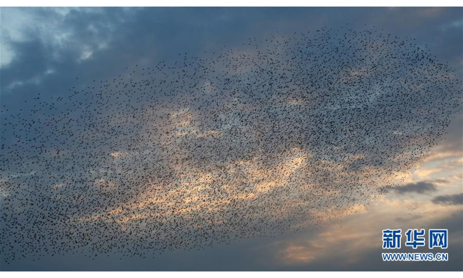 1月14日，一群椋鸟飞越以色列南部的加特镇上空，变换出多种队形。 新华社发（吉尔·科恩·马根摄）