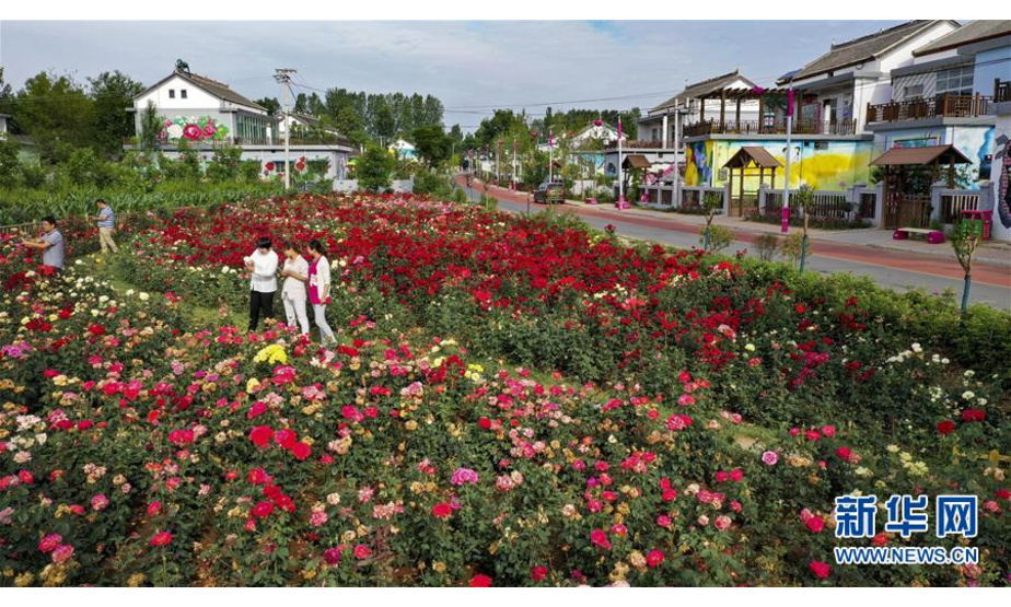 6月17日，游人在玫瑰小镇观赏盛开的鲜花（无人机拍摄）。新华社记者陶明摄