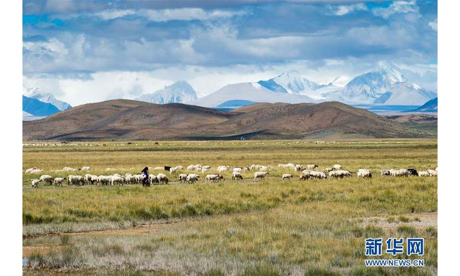 这是西藏日喀则市仲巴县草场上的牧人与羊群（9月13日摄）。西藏日喀则各地秋季美景如画，令人陶醉。新华社发（旦增尼玛曲珠 摄）