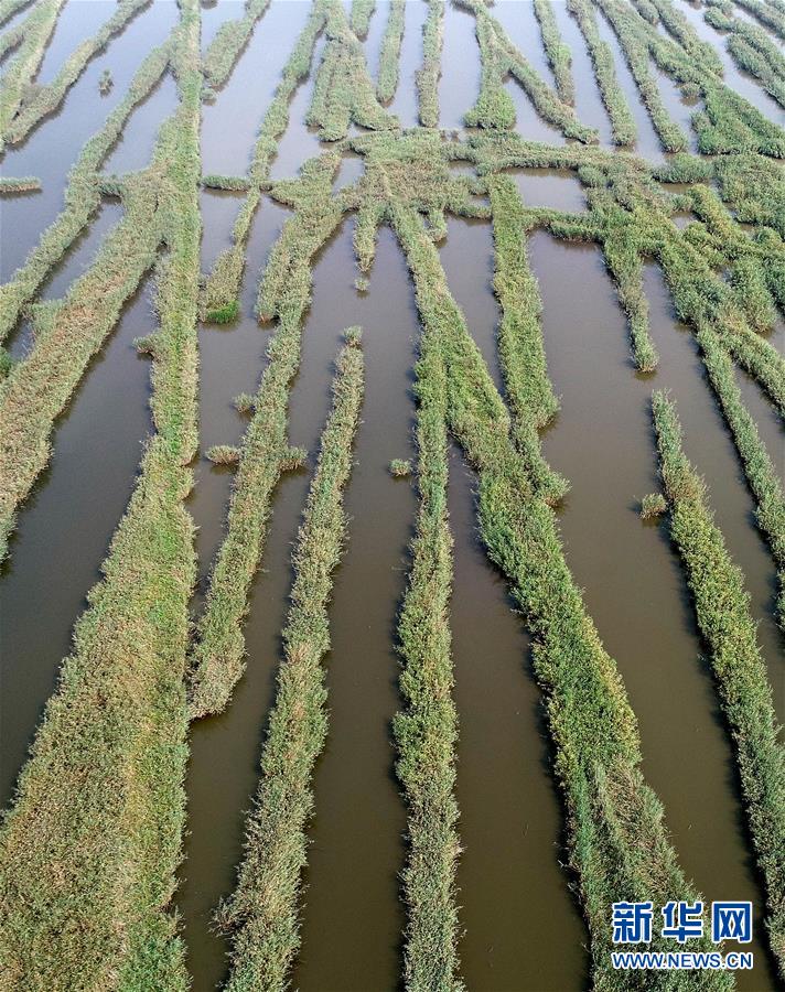 这是天津宁河区的七里海湿地（2018年9月13日无人机拍摄）。
 
　　近日，天津市发布了《天津市生态保护红线》，陆海统筹划定生态保护红线总面积1393.79平方公里（扣除重叠），占全市陆海总面积的9.91%。 新华社记者 岳月伟 摄
