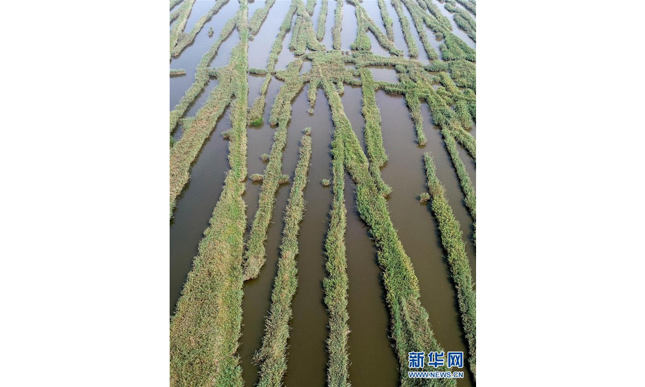 这是天津宁河区的七里海湿地（2018年9月13日无人机拍摄）。
 
　　近日，天津市发布了《天津市生态保护红线》，陆海统筹划定生态保护红线总面积1393.79平方公里（扣除重叠），占全市陆海总面积的9.91%。 新华社记者 岳月伟 摄
