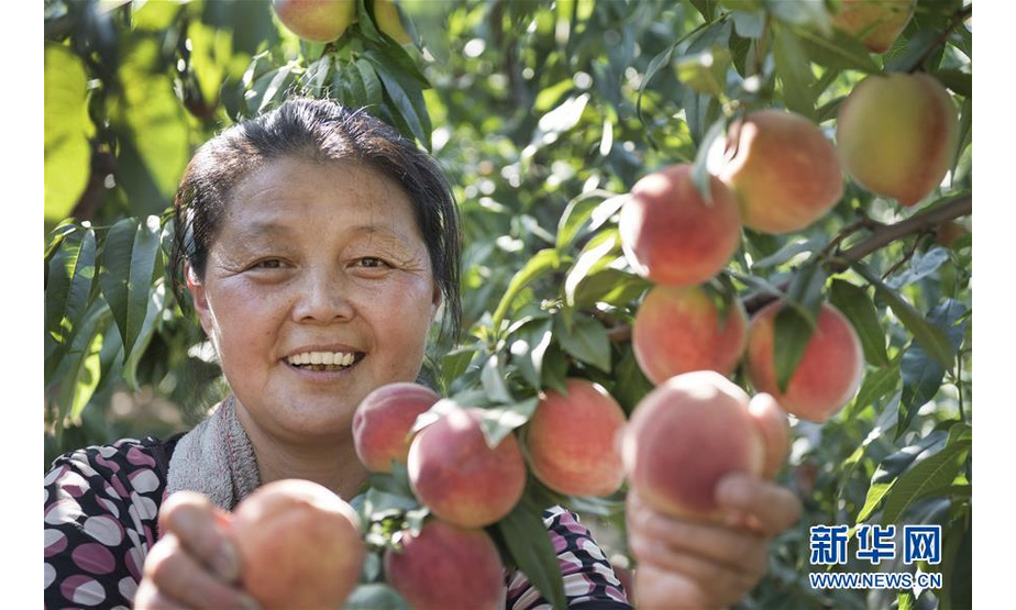 8月15日，青阳岔镇高石崖村村民张锦丽在采摘桃子。她家种植15亩桃园，年收入15万元以上。新华社记者 陶明 摄