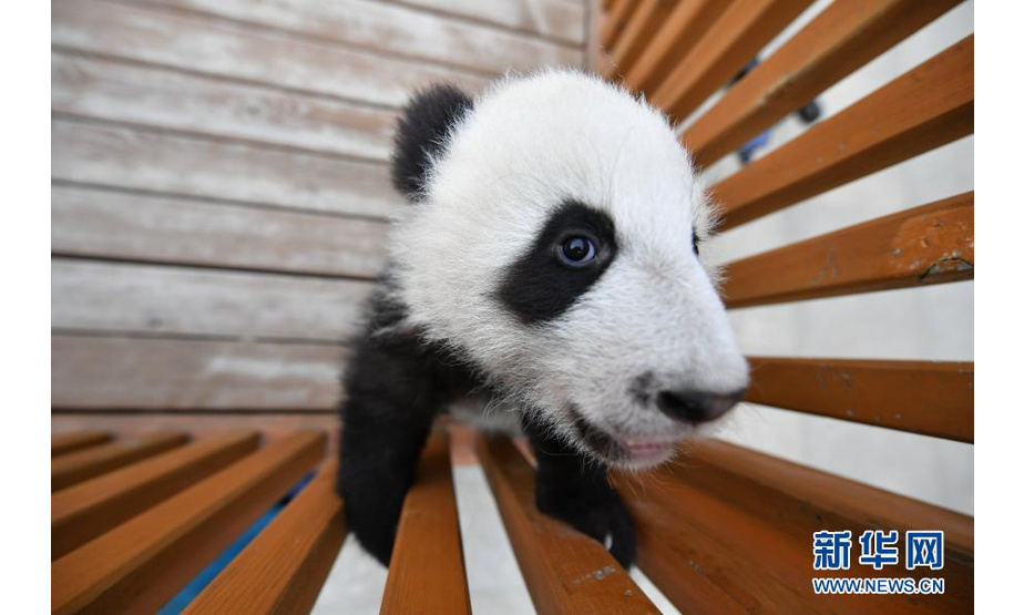 2020年，陕西秦岭大熊猫研究中心的大熊猫永永、秦秦、珠珠共产下四只幼崽。在工作人员的悉心照料下，目前四只大熊猫宝宝健康成长。2016年以来，陕西人工繁育大熊猫32只，成为世界第三大大熊猫繁育基地。