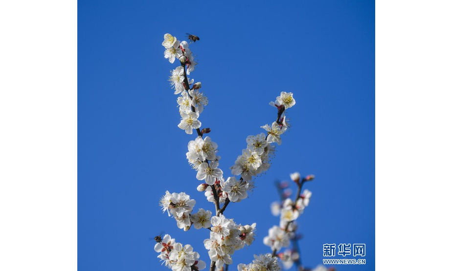 2月7日在超山景区里拍摄的盛开的白梅。