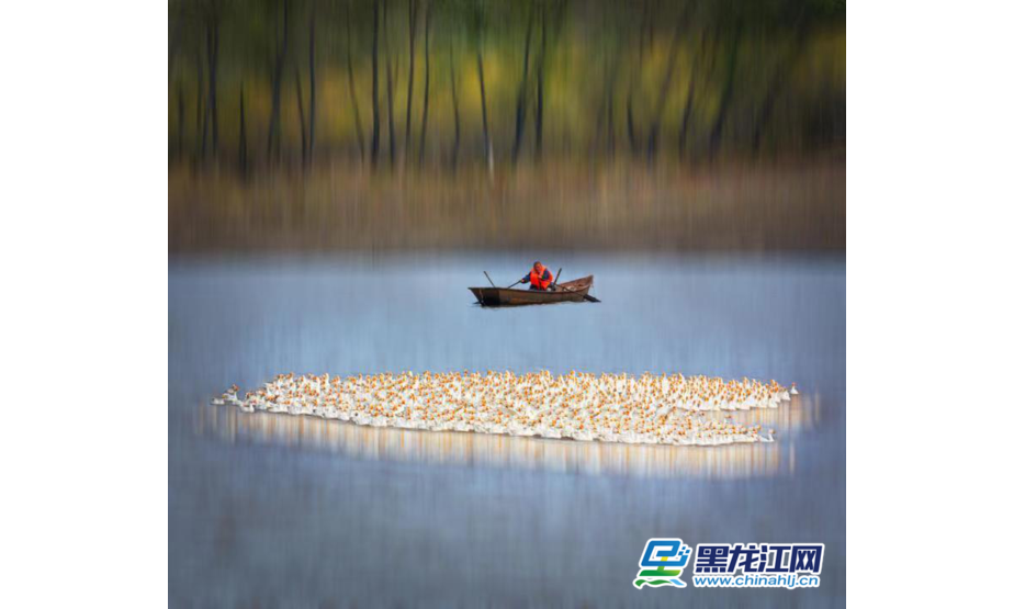 2019年9月18日，黑龙江拜泉县，养殖户划船在水面上放鹅，与岸边的景色形成一幅美丽的画卷。