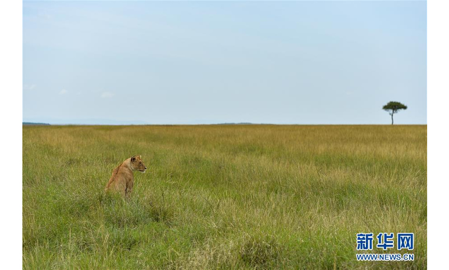 6月17日，在肯尼亚马赛马拉国家保护区，一头狮子在草丛中休息。肯尼亚马赛马拉国家保护区即将迎来野生动物大迁徙。位于肯尼亚西南部的马赛马拉国家保护区与坦桑尼亚的塞伦盖蒂国家公园隔河相望，占地面积1000多平方公里，保护区内栖息的野生动物超过600种。新华社记者 李琰 摄