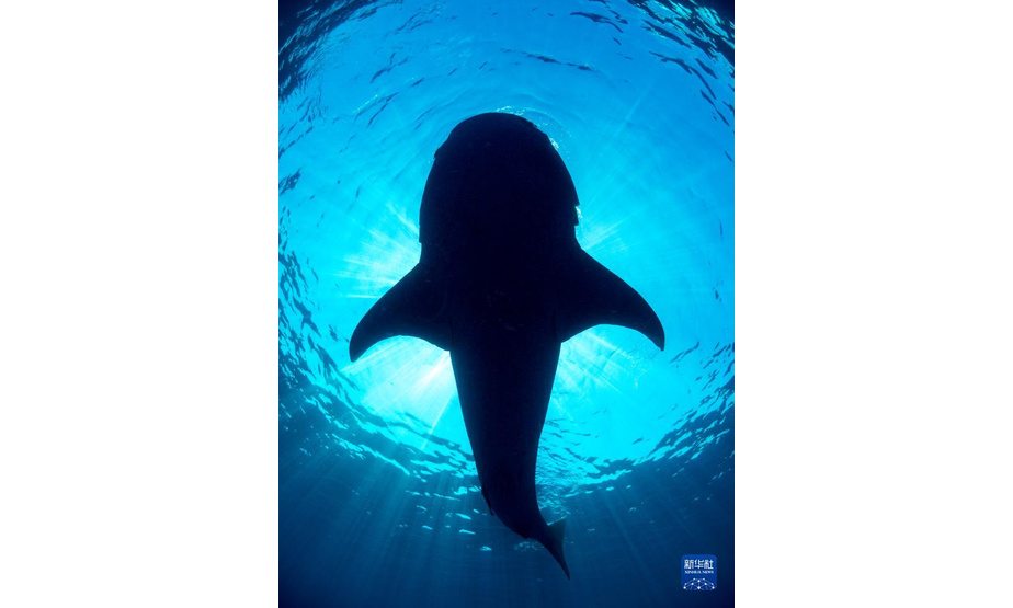 这是澳大利亚海洋生物多样性中心9月21日提供的鲨鱼照片。新华社发（澳大利亚海洋生物多样性中心供图/西蒙·皮尔斯摄）