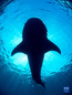 这是澳大利亚海洋生物多样性中心9月21日提供的鲨鱼照片。新华社发（澳大利亚海洋生物多样性中心供图/西蒙·皮尔斯摄）