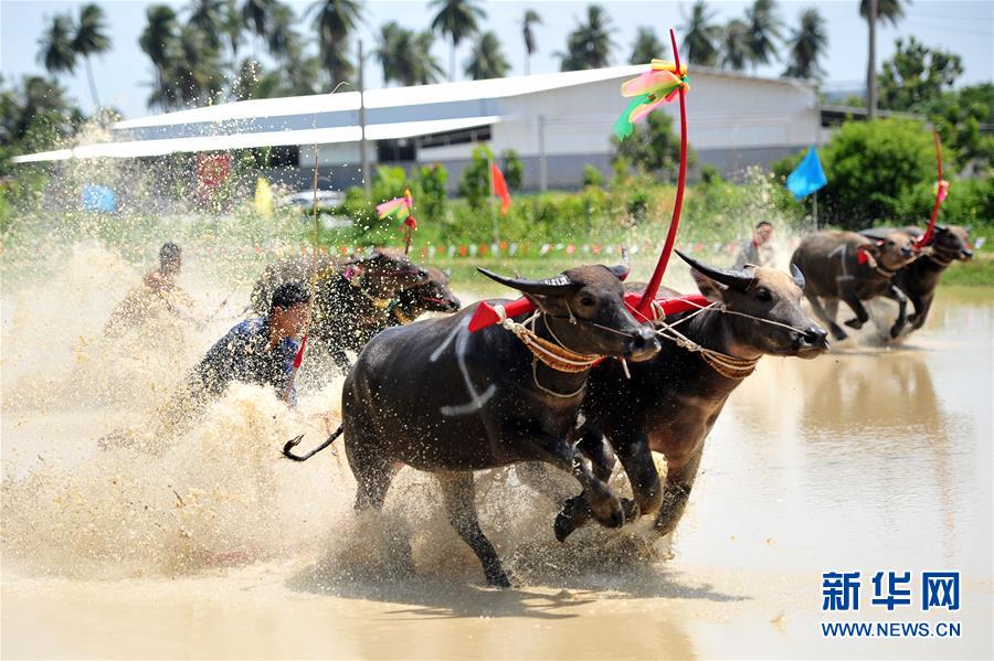 7月13日，在泰国春武里府赛牛节上，参赛者驾驭水牛参加比赛。

当日，泰国春武里府举办盛大的赛牛节。春武里曾是泰国东部的商品集散中心，当地的赛牛节因水牛贸易而兴起，同时也为了庆祝稻米的丰收。

新华社发（拉亨摄）